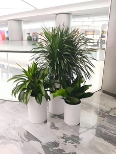 巧用奉化花卉租摆方案，装点你的美丽空间